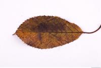 Photo Texture of Leaf 0086